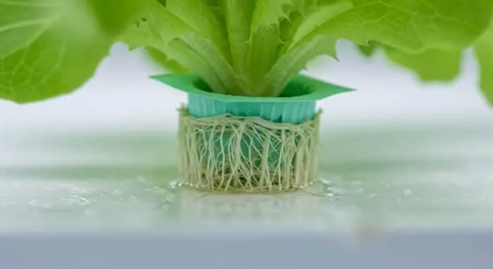 Close-up of hydroponic lettuce roots in nutrient solution