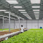From Blueprint to Harvest: How to Build a Profitable Hydroponics and Vertical Farm in Nigeria