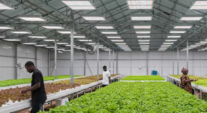 From Blueprint to Harvest: How to Build a Profitable Hydroponics and Vertical Farm in Nigeria